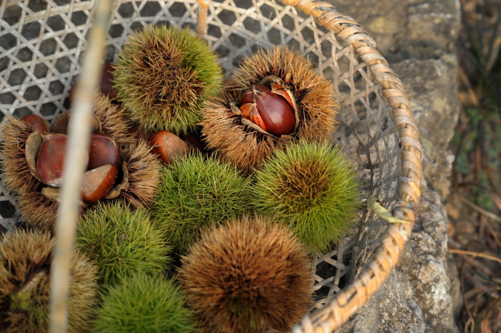 japanese_chestnut_2116
